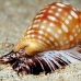 shell_li_h_0705_png2082.jpg
